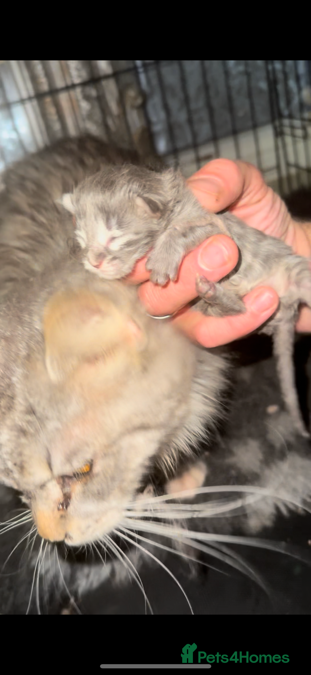 Maine Coon cats for stud: Proven Solid blue stud- fully health tested clear in Winsford - Image 2