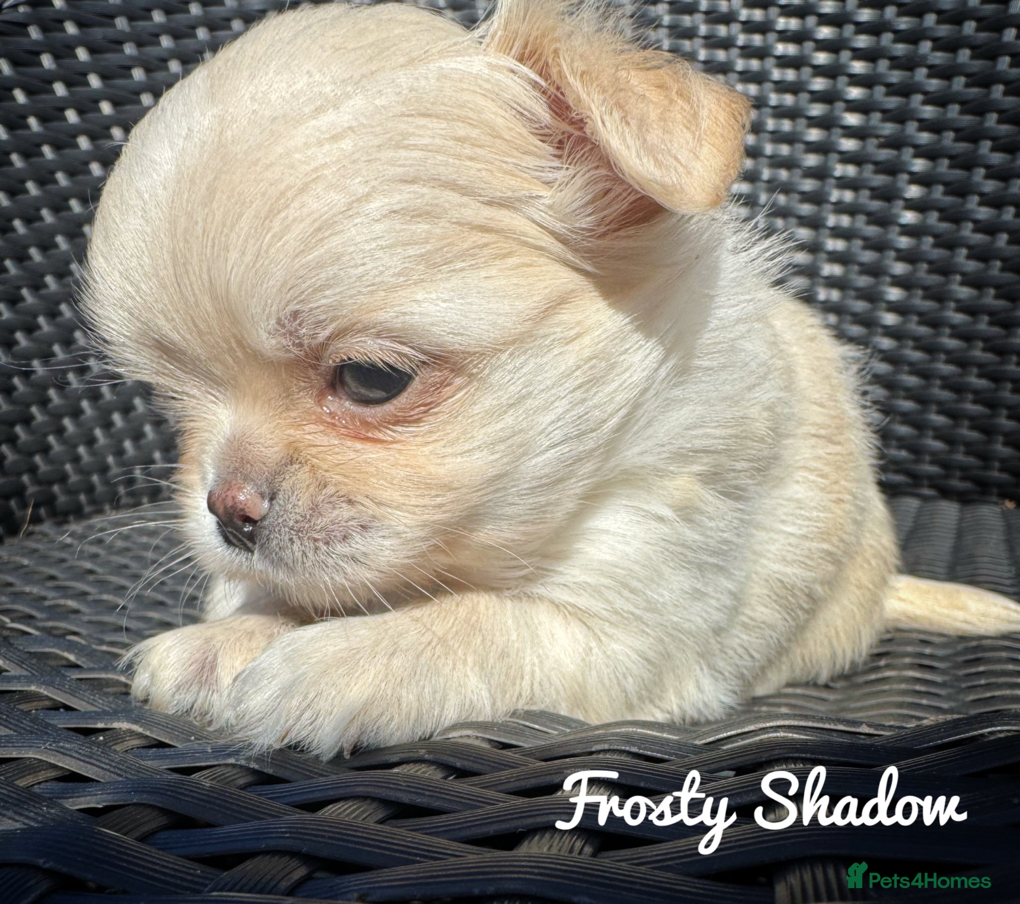 Chihuahua dogs KC long coat cream show line chihuahua puppies  - Advert 9