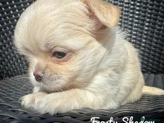 Chihuahua dogs KC long coat cream show line chihuahua puppies - Advert 9