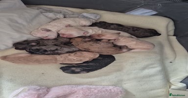 Mixed Breed dogs Gorgeous cavapoochon puppies - Advert 1