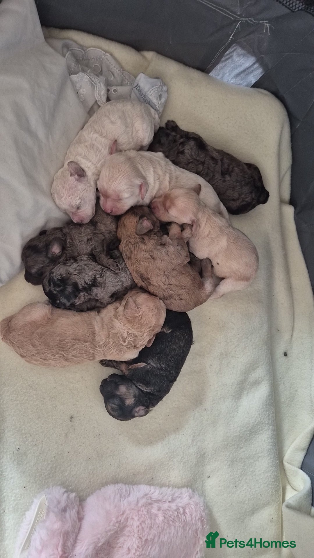 Mixed Breed dogs for sale: Gorgeous cavapoochon puppies - Image 1