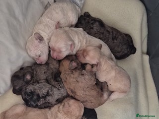 Mixed Breed dogs - Advert 3