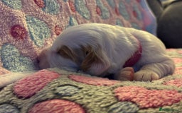 Cockapoo dogs for sale: Gorgeous F2B Cockapoo puppies  - Image 38