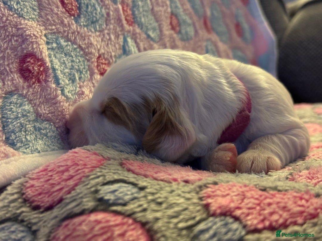 Cockapoo dogs for sale: Gorgeous F2B Cockapoo puppies  - Image 38