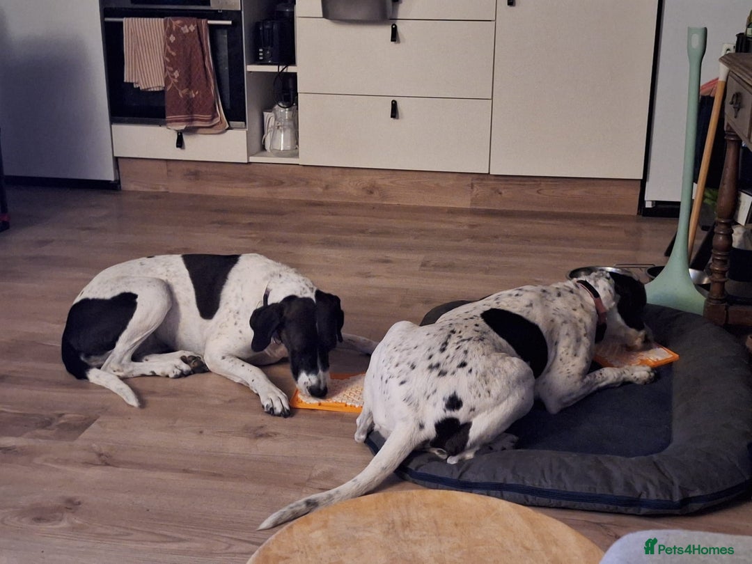 Pointer dogs for adoption: Coco and Luna - Advert 4