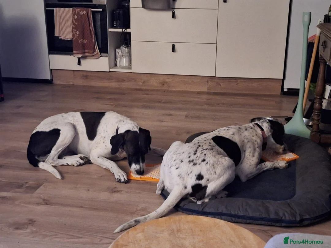 Pointer dogs for adoption: Coco and Luna - Advert 4