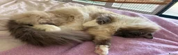 Ragdoll cats for sale: Loving Seal Point Ragdoll Looking For a New Home - Advert 3