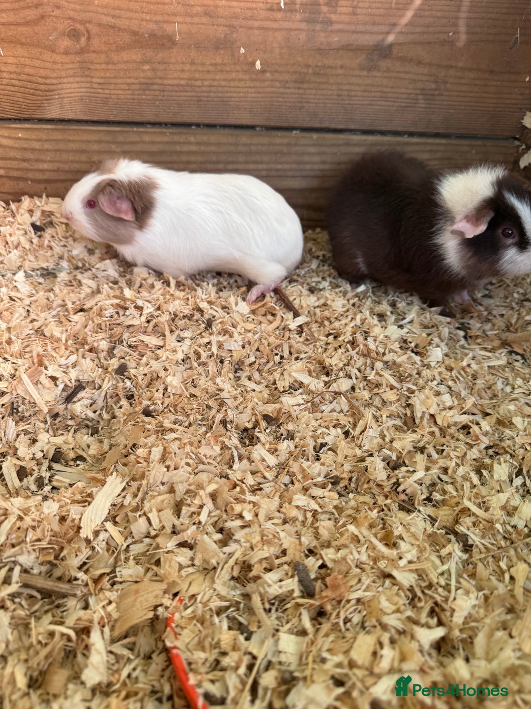 Guinea Pig rodents for sale: Guinea pig babies for sale - Image 4