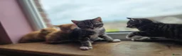 Mixed Breed cats for sale: 4 beautiful kittens 😸  - Advert 6
