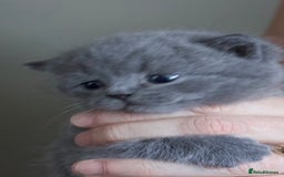 British Shorthair cats for sale: Blue bsh boy looking for his forever home.  - Image 4