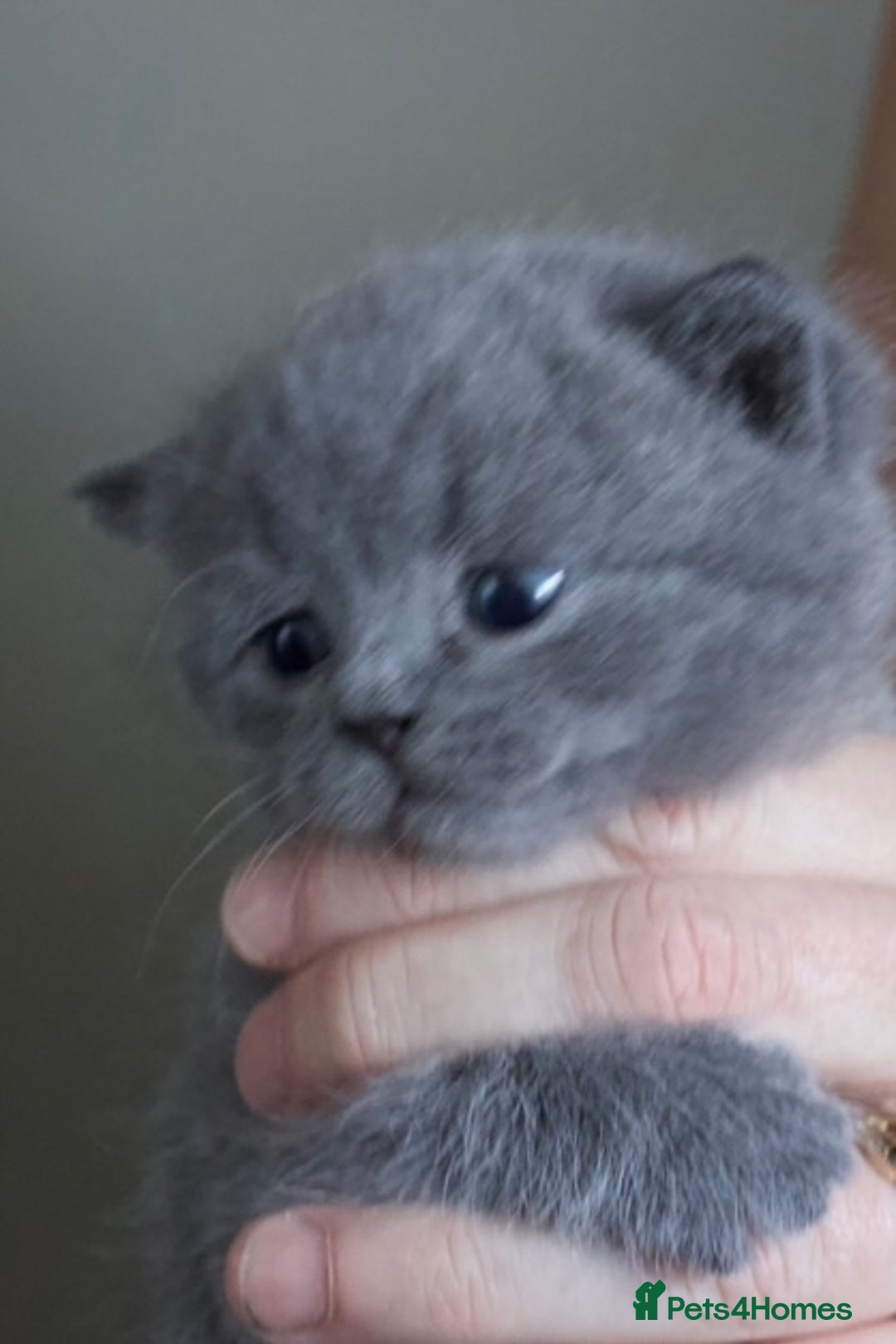 British Shorthair cats for sale: Blue bsh boy looking for his forever home.  - Image 4