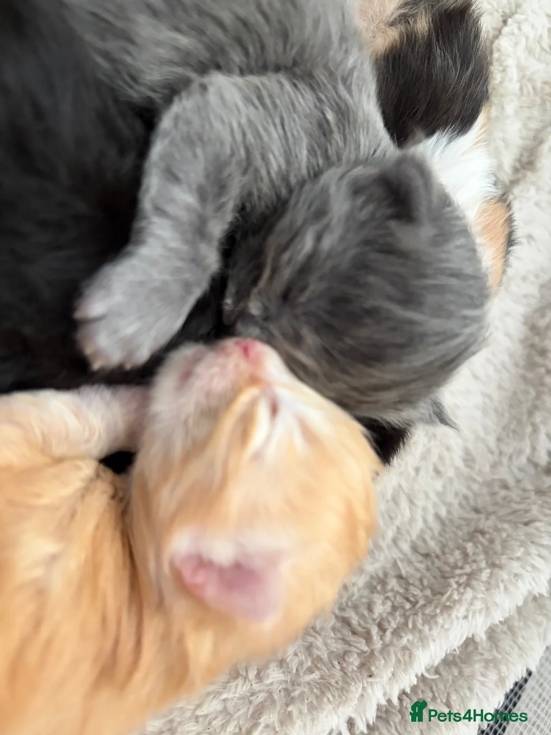 Maine Coon cats for sale: Maincoone kittens ready to reserve  - Advert 28