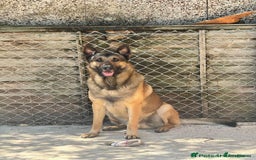 German Shepherd dogs for sale: Black Working Line German Shepherd Puppies - Image 11