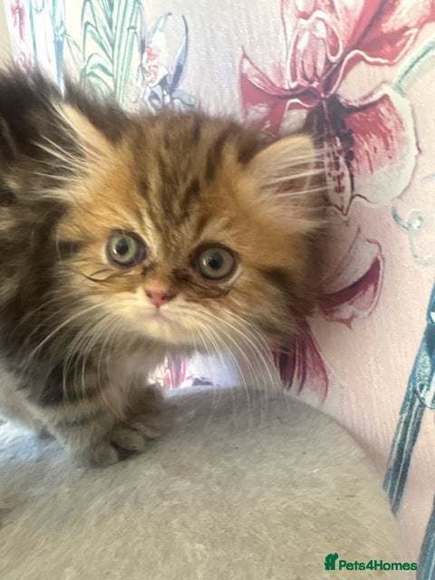 Persian cats Ready to go 1 girl left Delivery Available  - Advert 4