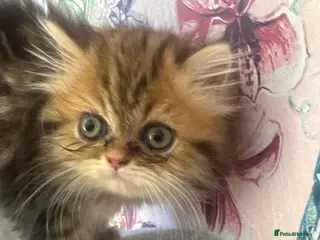 Persian cats Ready to go 1 girl left Delivery Available - Advert 4