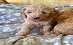 Cavapoo dogs for sale: Beautiful F1b cavapoo puppies - Image 15