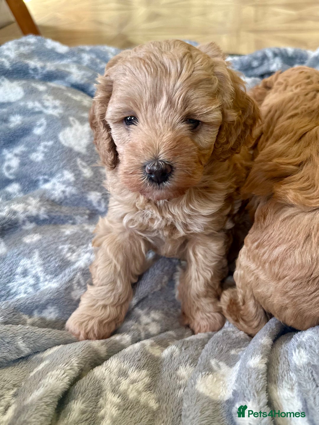 Cavapoo dogs for sale: Beautiful F1b cavapoo puppies - Image 15