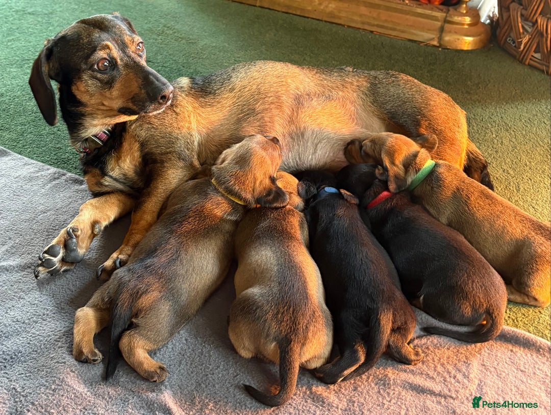 Dachshund dogs for sale: 5 adorable smooth haired dachshund puppies - Image 12