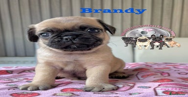 Pug dogs - Advert 5