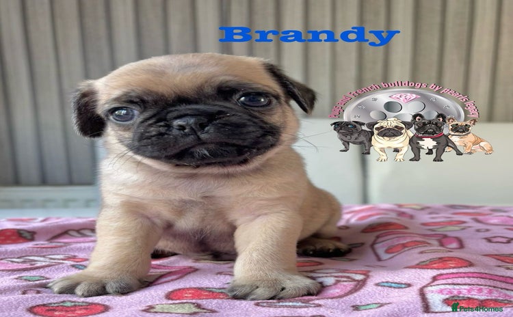 Pug dogs - Advert 13