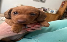 Miniature Dachshund dogs for sale: Beautiful miniature dachshund girl  - Image 2