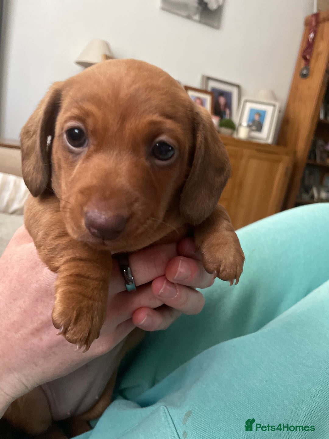 Miniature Dachshund dogs for sale: Beautiful miniature dachshund girl  - Image 2