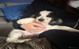 Cocker Spaniel dogs for sale: ✨Ready Now✨KC Reg Show Cocker Spaniel - Image 4