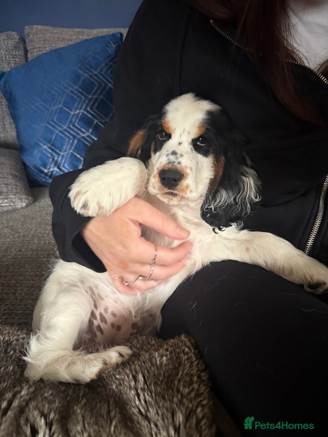 Cocker Spaniel dogs for sale: ✨Ready Now✨KC Reg Show Cocker Spaniel - Image 4
