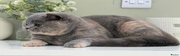 British Shorthair cats for sale: Stunning Blue Cream British - Advert 3