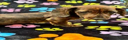 Dachshund dogs for sale: Dachshund Puppies ready for their forever homes - Advert 23