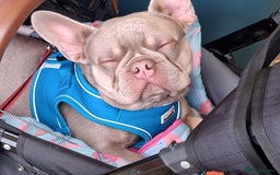 French Bulldog dogs for sale: Bruno  - Image 8