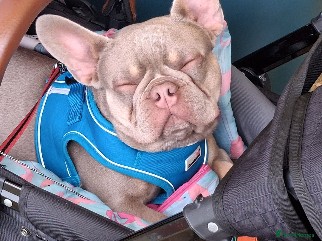 French Bulldog dogs for sale: Bruno  - Image 8