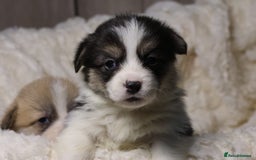 Welsh Corgi Pembroke dogs for sale: Naturally bobbed unique babies - Image 4