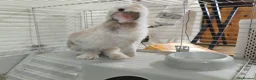 Mini Lop rabbits for sale: Mini lop Male for give away - Advert 3