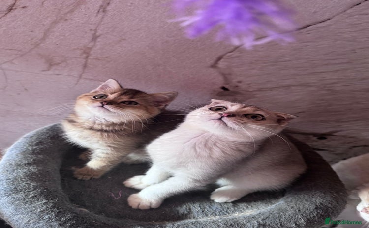Scottish Fold cats - Advert 5