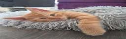 Mixed Breed cats for sale: Beautiful Kitten - Last in Litter.  - Advert 3