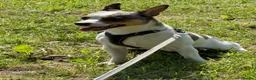 Jack Russell dogs for sale: Sam the man  - Advert 1
