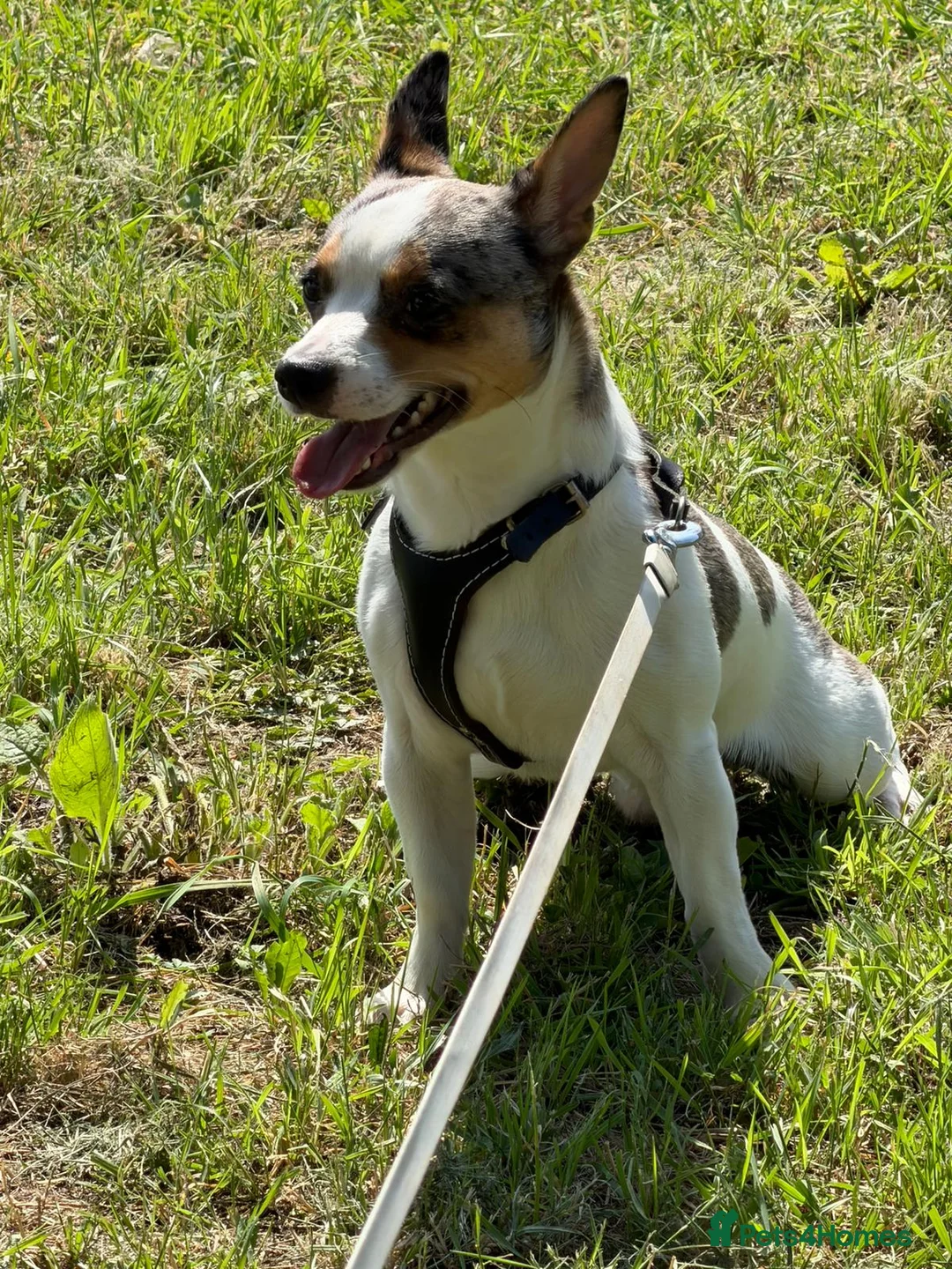 Jack Russell dogs for sale: Sam the man  - Advert 1