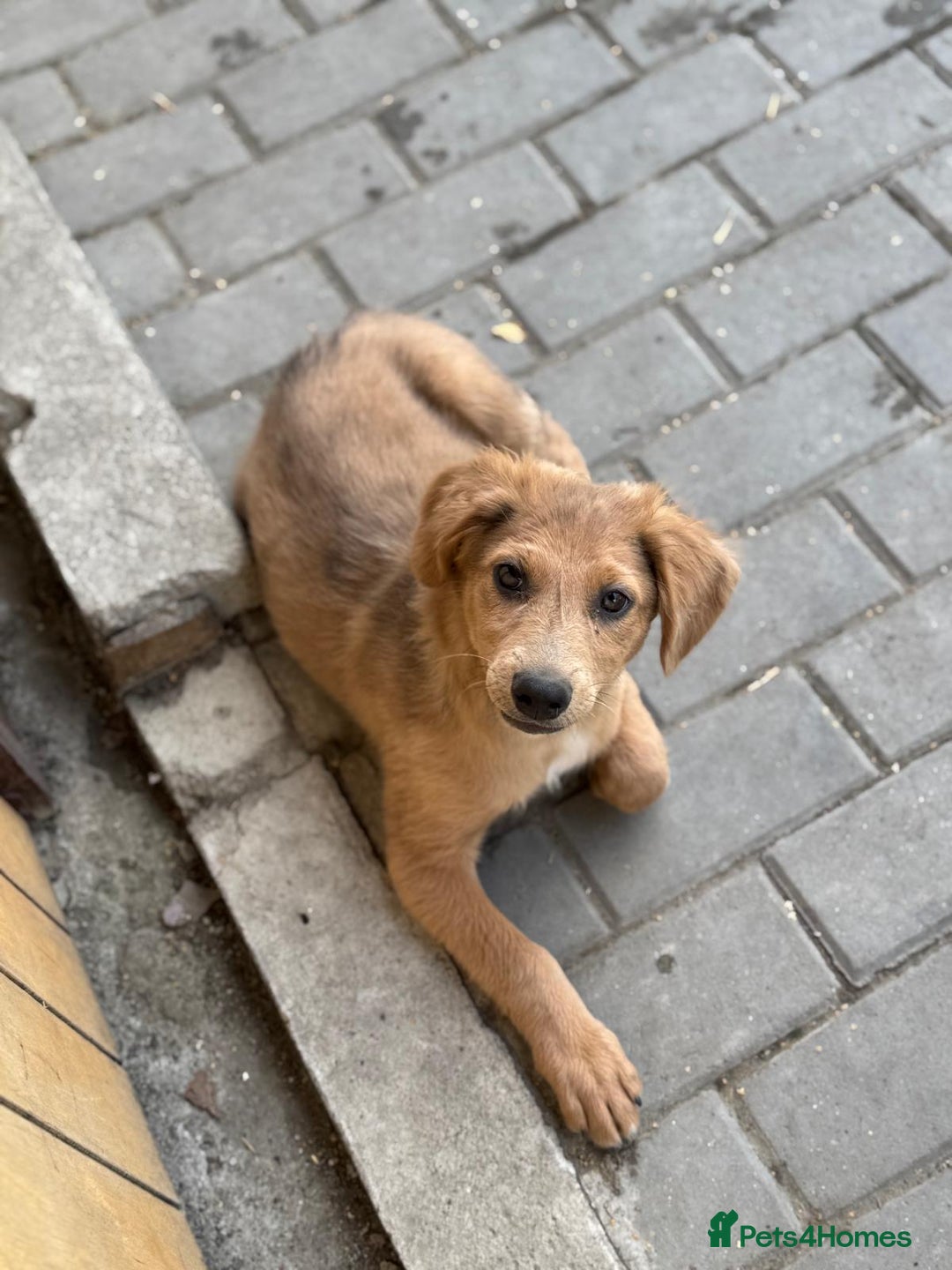 Mixed Breed dogs for adoption: THEO - a Superb Puppy Boy, for a Loving Home - Image 17