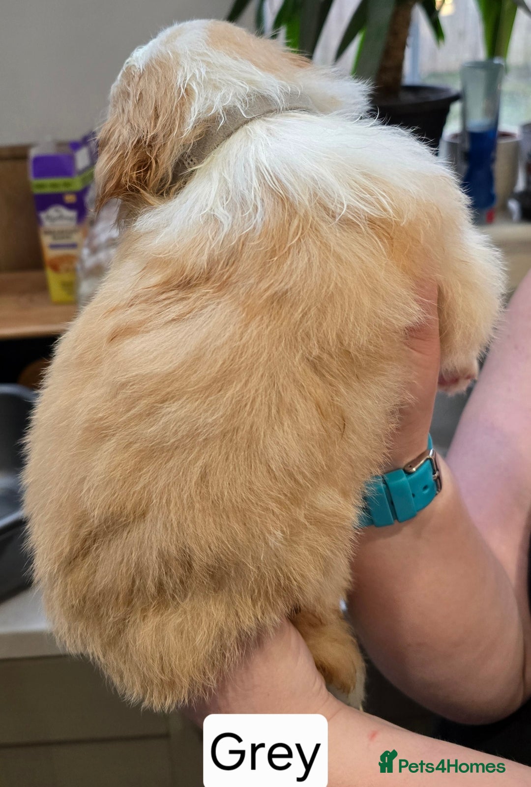 Border Collie dogs for sale: Beautiful EE-Red/Golden Long Haired Border Collies - Advert 20