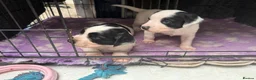 Sprollie dogs for sale: Border collie x Springer spaniel  in York - Advert 3