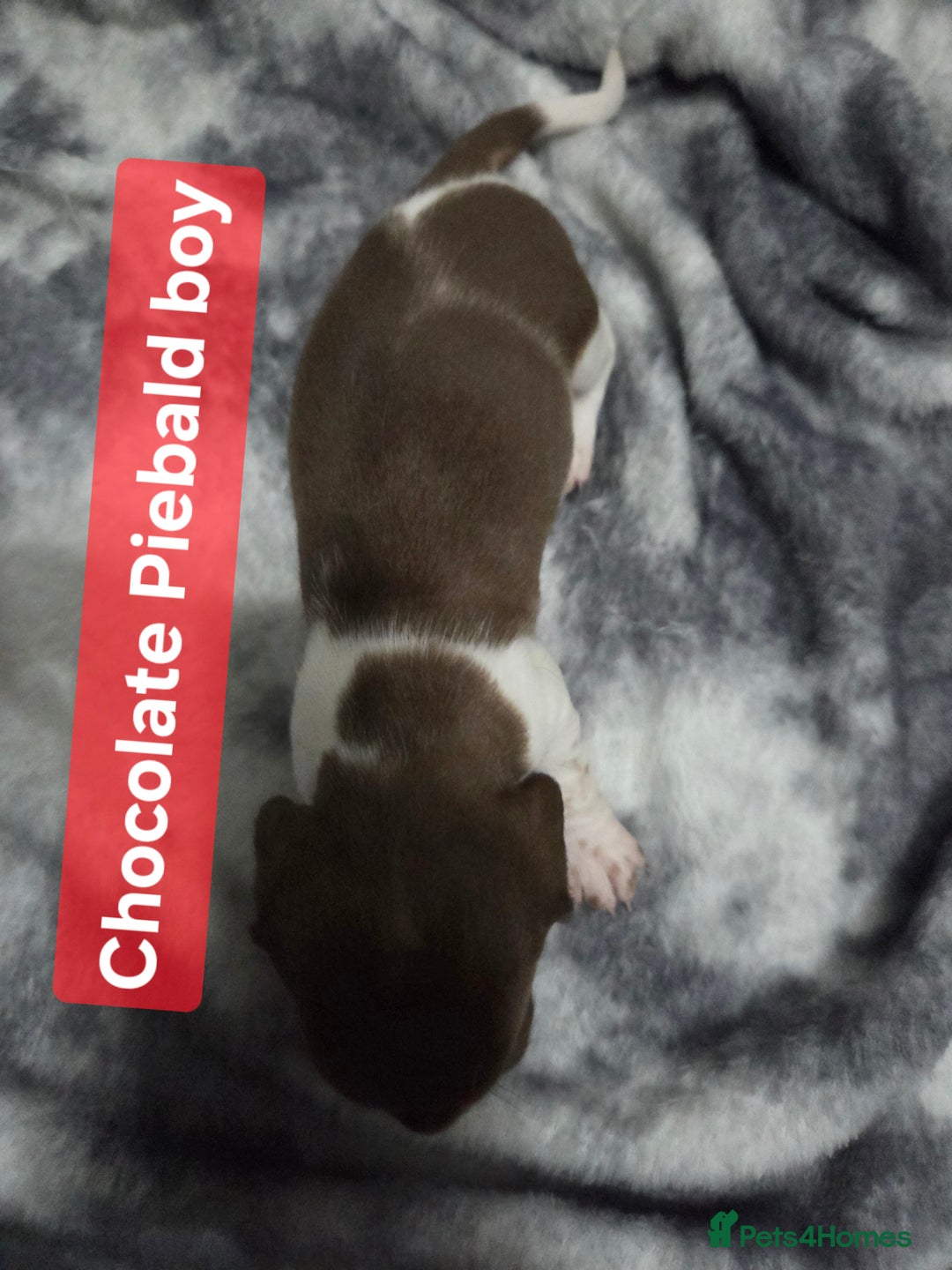 Miniature Dachshund dogs for sale: Miniature dachshund puppies KC Reg - Image 6