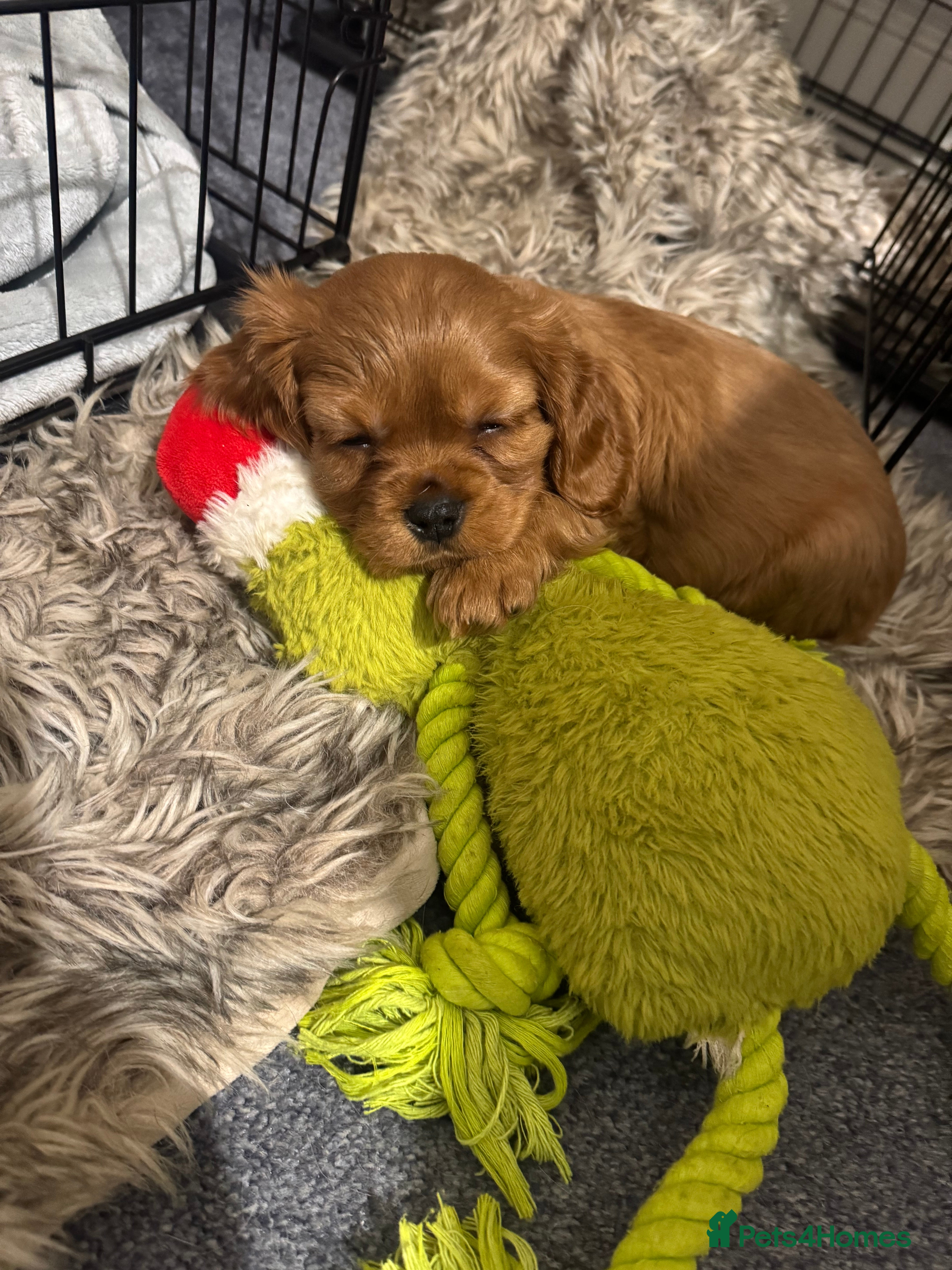 Cavalier King Charles Spaniel dogs Male King Charles Cavalier Puppies 🩵💙 - Advert 13