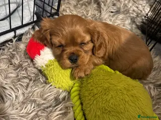 Cavalier King Charles Spaniel dogs Male King Charles Cavalier Puppies 🩵💙 - Advert 13
