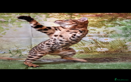 Bengal cats for sale: 😻🐱 Cherry Blossom 🍒 Neutered female - Image 3