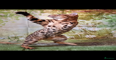 Bengal cats - Advert 10