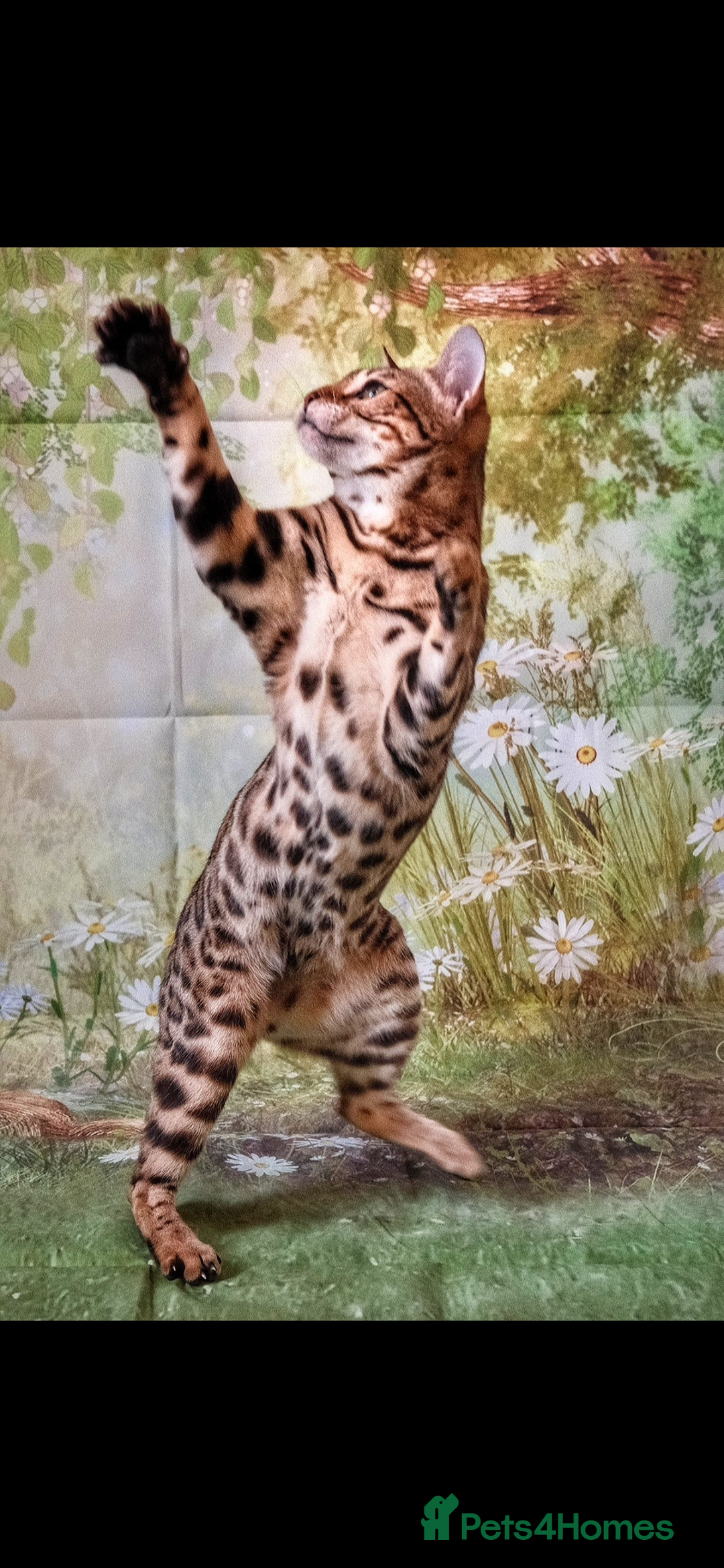 Bengal cats for sale: 😻🐱 Cherry Blossom 🍒 Neutered female - Image 3