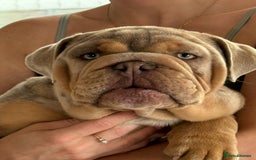 English Bulldog dogs for sale: Stunning Male English Bulldog with Piercing Eyes - Image 4