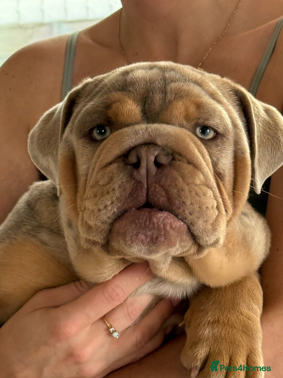 English Bulldog dogs for sale: Stunning Male English Bulldog with Piercing Eyes - Image 4