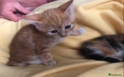 Domestic Shorthair cats for sale: Stunning Ginger Girl & Boy Kitten  - Image 2